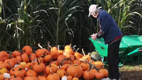 pumpkin patch 2024 10-16