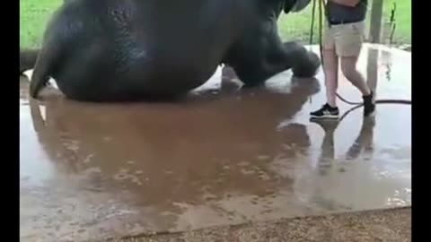 News Break: Elephant