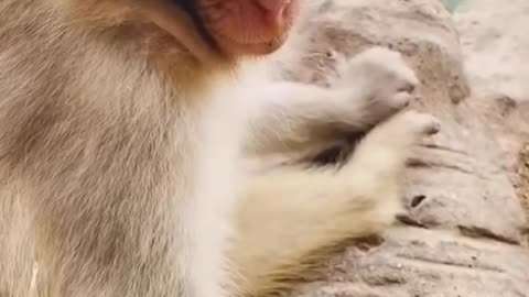 Monkey sleeping funny videos