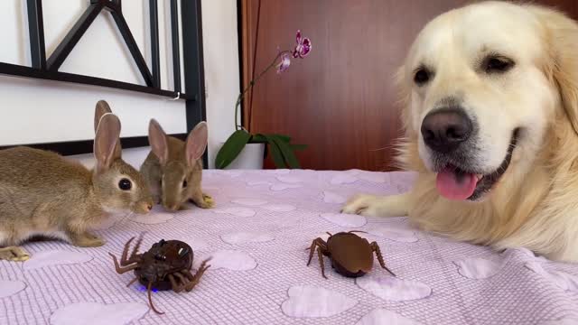 Baby Bunnies and Golden Retriever vs. Cockroaches