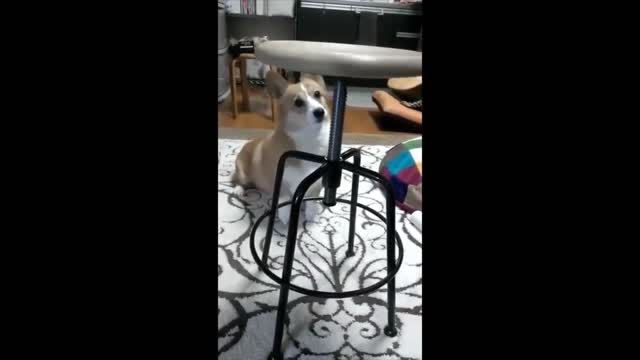 Funny dog responed to his owner