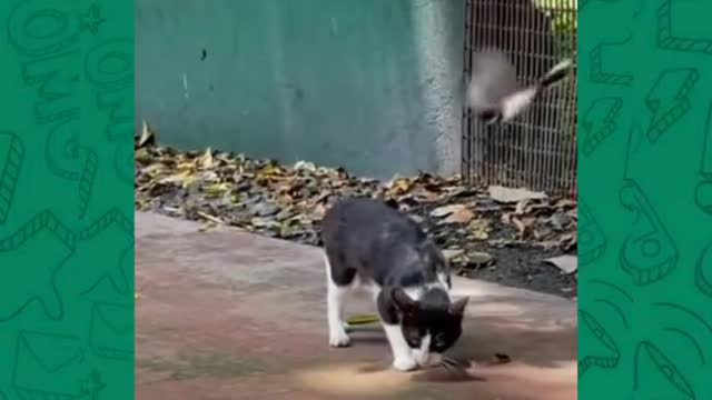 Cat funny video part-46