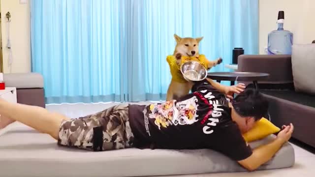 đ¤Ŗ Funniest đļ Dogs đģ - Awesome Funny Pet Animals Funny Videos Exclusive 6 đ