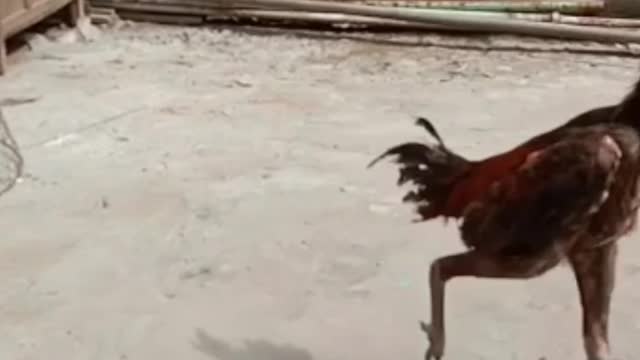 Rooster 🐓 Video By Kingdom of Awais