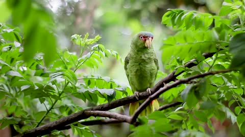 green bird perched on tree branche