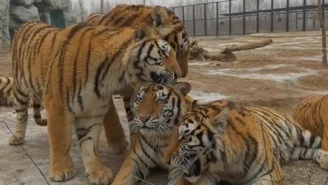 The tiger and his friends