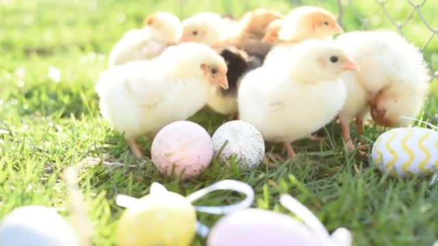 Close up newborn chickens in warm tone and beak on the grass ...