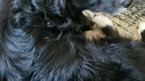 Gibson's First Video