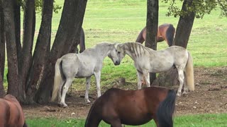 Horses love story