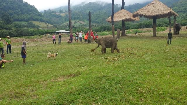 Cute baby and elephant