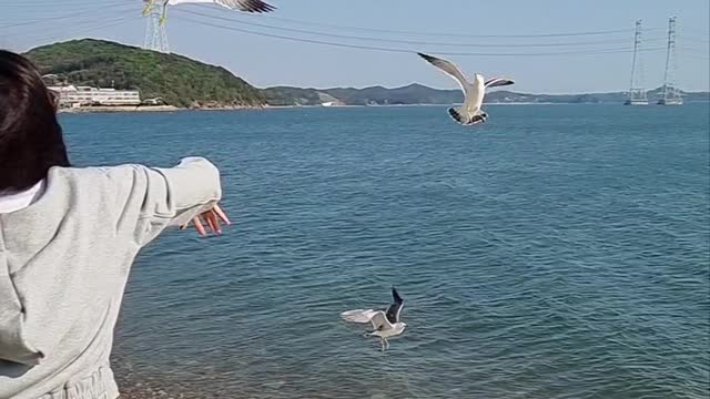 Only one piece of snack vs. many seagulls flying