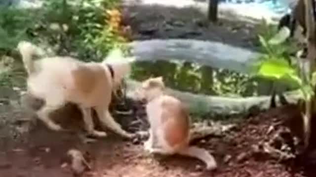 funny animals videos compilation