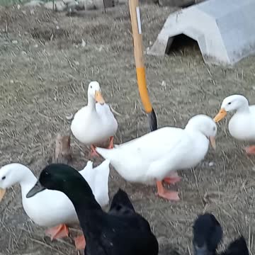 Ducks playing keep away with a green bean