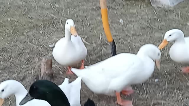 Ducks playing keep away with a green bean