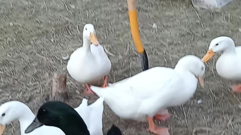 Ducks playing keep away with a green bean