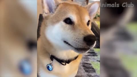 Funny Pets - Dogs & Cats 2022 - 17 - LaughterPharmacy