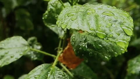 Relaxing Rain sound^_^