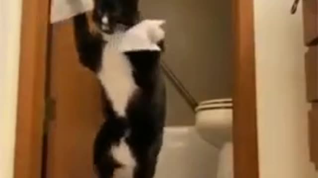 Funniest Cat Videos That Will Make You Laugh - Funny Cats and Dogs Videos