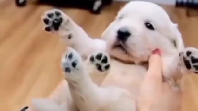 Cute baby doge. Doge lover see this video.