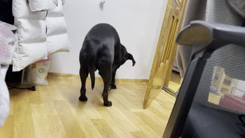 A dog scratching the floor