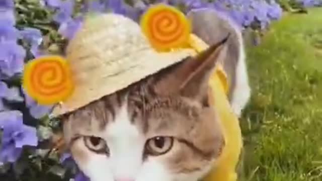 #cute cat#shorts