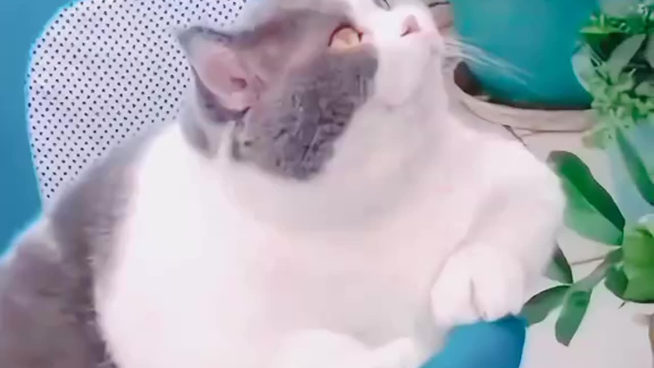 Fat cat and funny cats try to not laugh