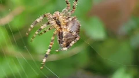 Garden Orb Spider doing some web repair 🕸