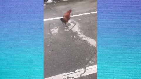 Funny Baby Animals Compilation