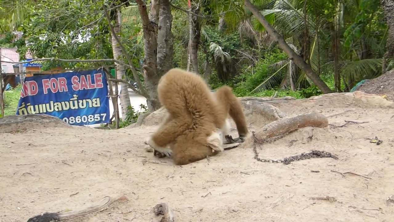 Animal RAMPAGE! (10 Minutes of Madness)