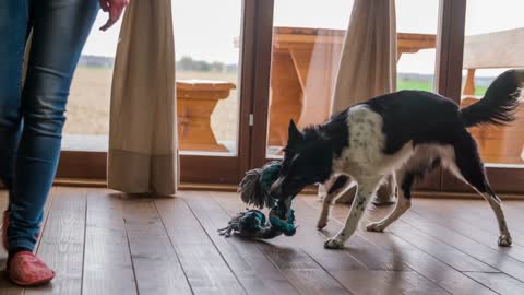 Puppy pulling by the rope dog toy in slow motion