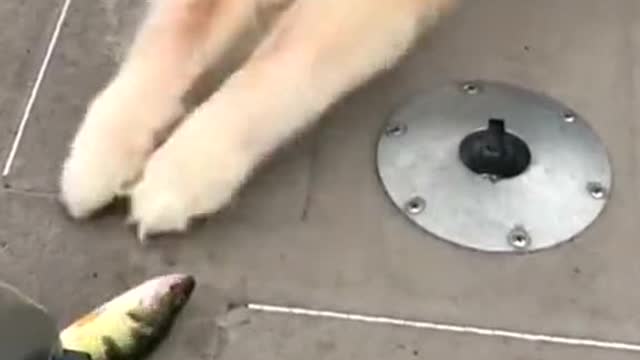 The dog is happy to meet his fish friend