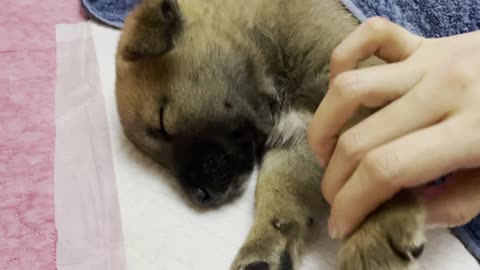 Sleeping baby Jindo dog's feet hand