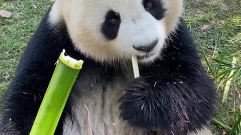 A fat giant panda