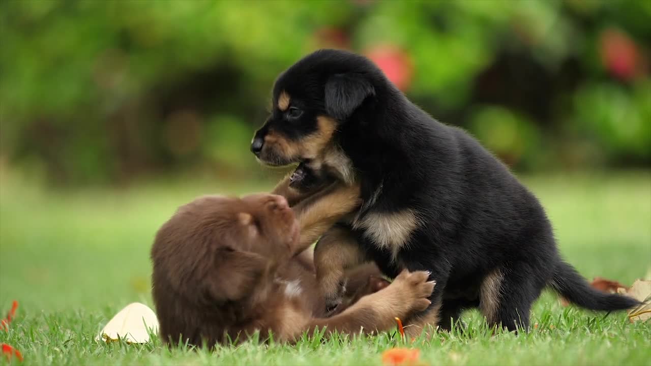 Funny dogs play with each other in medicinal