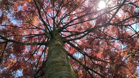 Under trees