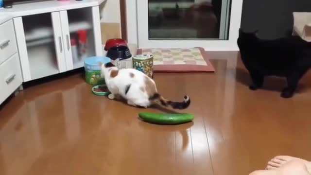 very funny cats with cucumber