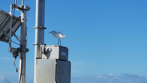 Egret Bird way high up