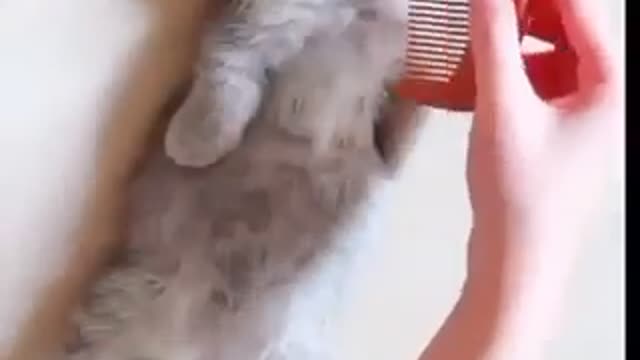 cat video love