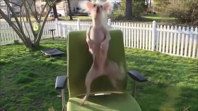 100% Funny dog dance🤣🤣🤣