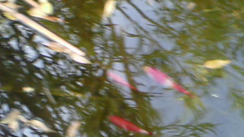 fish swimming in the pond