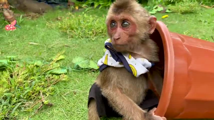 Monkey Baby 😱 Bo Bo And the Puppy go fishing so funny 😍