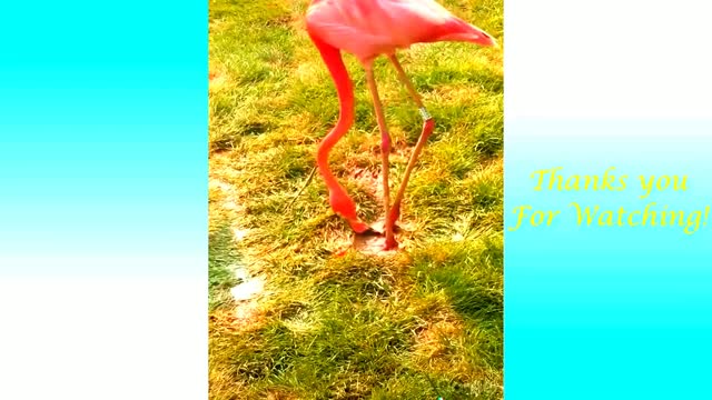 funny flamingo