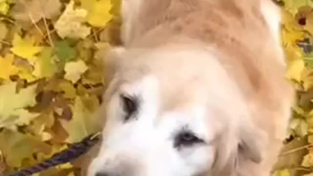 Happy dog videos