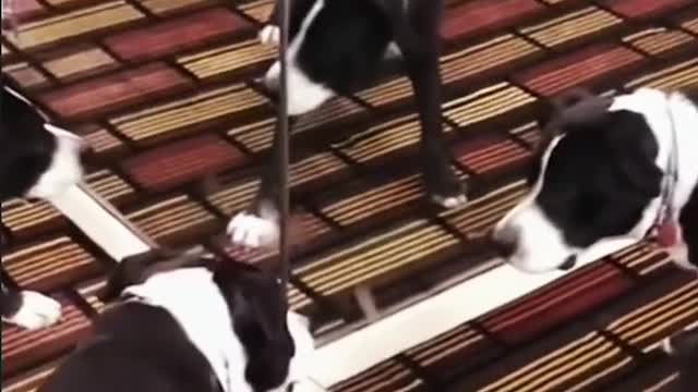 They think puppies are just for rubbing their heads and not for company
