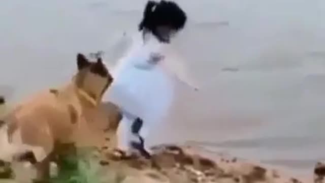 Dog Save the girl like a hero