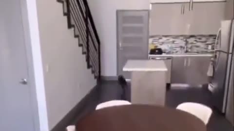 Play with dog