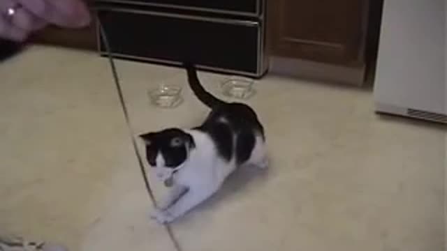 Cat has a panic attack when his string is taken.