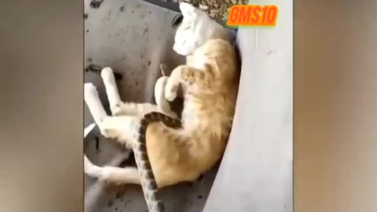 Funny video 😺 cat and 🐍 snake 🤣😂😆