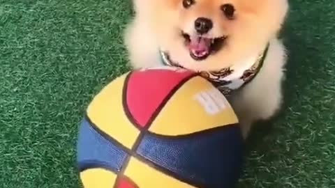 Smart and cute dog