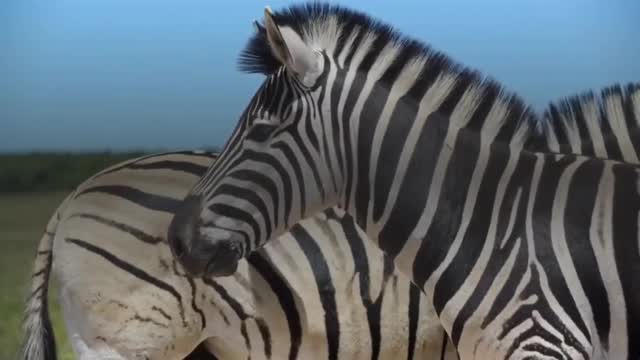 Zebra